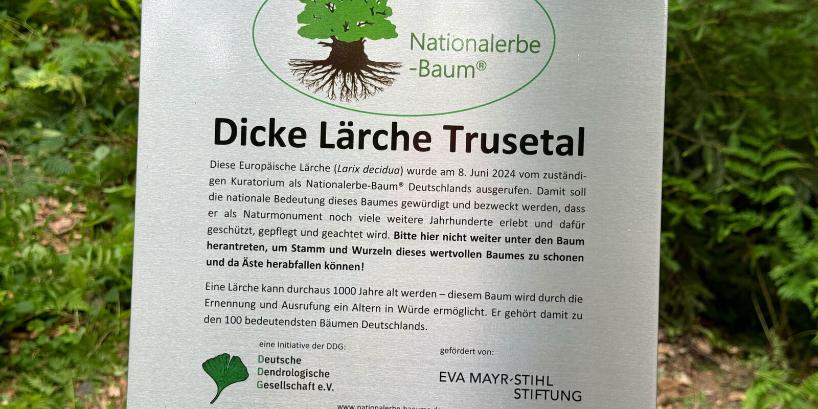 Infotafel zur Dicken Lärche